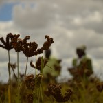 Grain Revolution: Finger millet & livelihood transformation in rural Zimbabwe