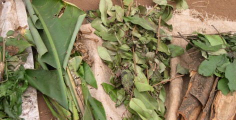 Leaves, stems and barks comprise the key ingredients of traditional medicines in Oku