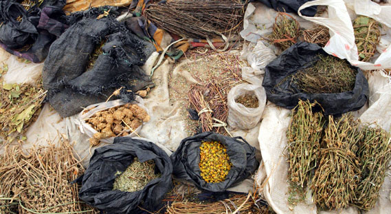 Kenya: Traditional Medicine and the Law